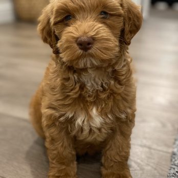 A red Australian labradoodle puppy from Catherine Manor Labradoodles